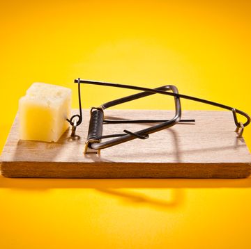 best mouse traps